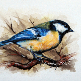 Большая синица