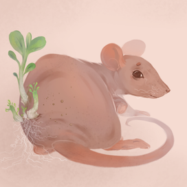 Лысая крыса картошка