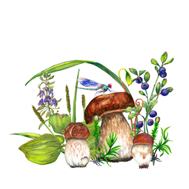 Лесные грибы боровики в лесной траве 