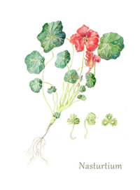 Ботаническая иллюстрация:настурция.