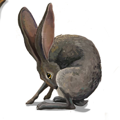 Зайки попрыгайки 