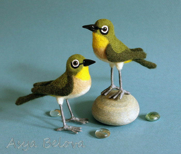 Японские белоглазки.