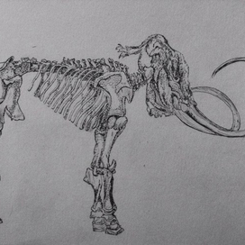Скелет мамонта.