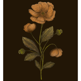 Оранжевый цветок