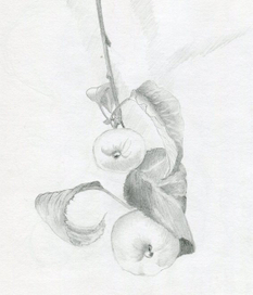 Дары лета. Яблочки