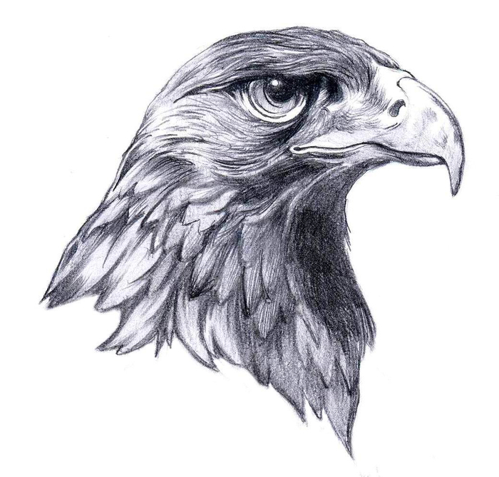 Голова орла