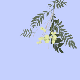 иллюстрация из ботанического сада 