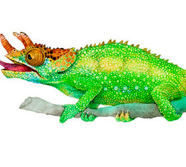 Хамелеон Джексона