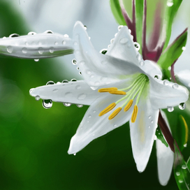 Белая лилия