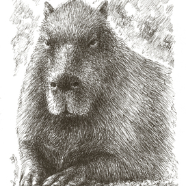 Портрет сурового капибары