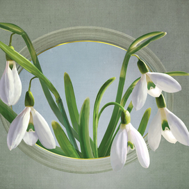 Подснежники