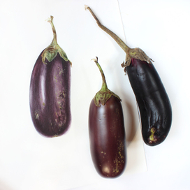 Баклажан. Ботаническая акварель.