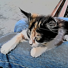 strEEt cAt