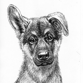 Пес по имени Щенок