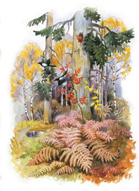 Осенний лес