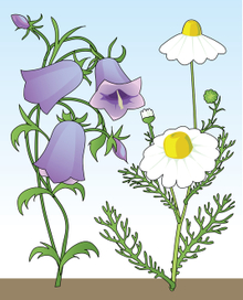 Аппликация: цветы