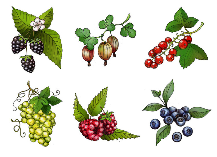 Ягоды