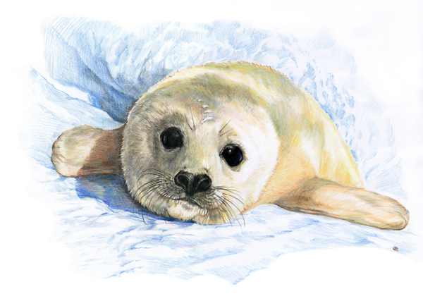 Морской котенок.