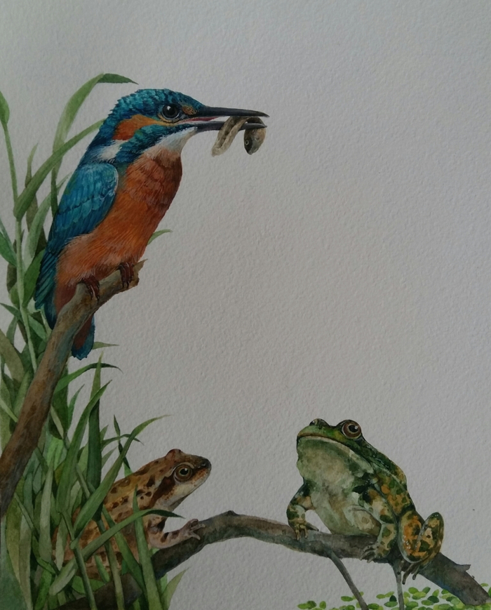 Иллюстрация для книги про лягушек