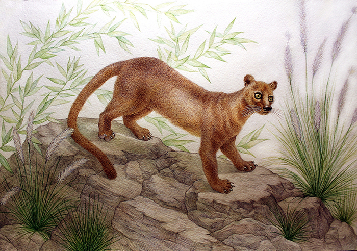 фосса конкордия 