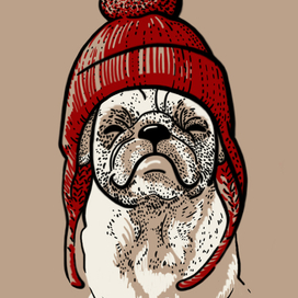 Мопс в шапке