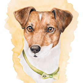 Jack Russell Terrier