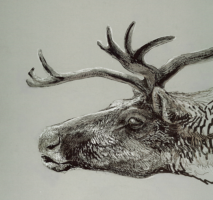 Северный олень - Rangifer tarandus. 