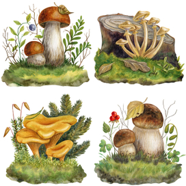 Лесные грибы