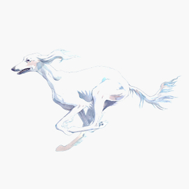 Белая салюки