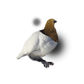 Существо Кольского полуострова