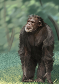 Шимпанзе