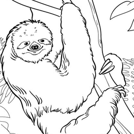 Животные, раскраски