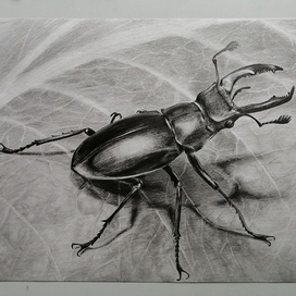 Жук-олень