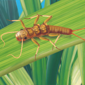 Личинка подёнки