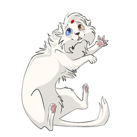 Котик породы манчикин