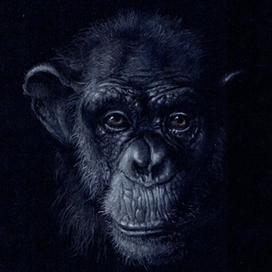 Серия 1 "Обезьяны" 001 