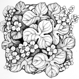 Трилистники