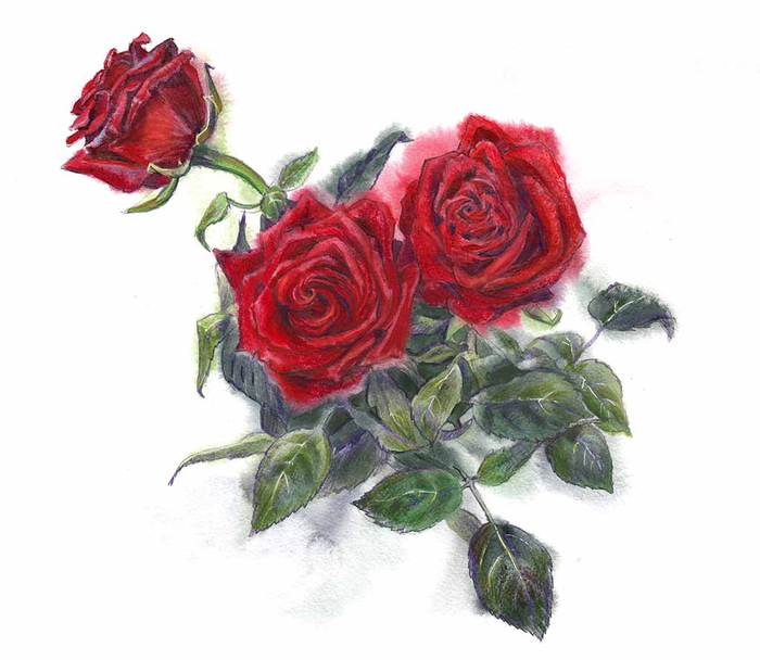 Роза красная