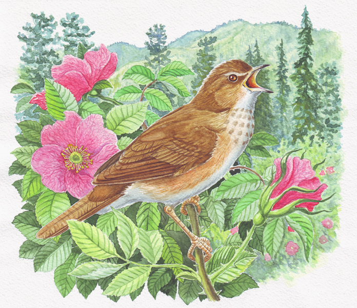 Сибирская пестрогрудка.