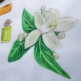 Акварельный цветок апельсина 