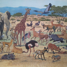 илл. из книги "На поиски животных" (Африканская саванна)