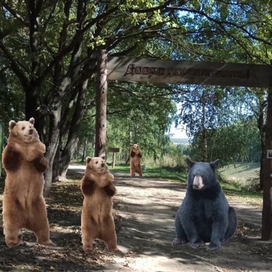Казань Ноксинский Лес Медведь 