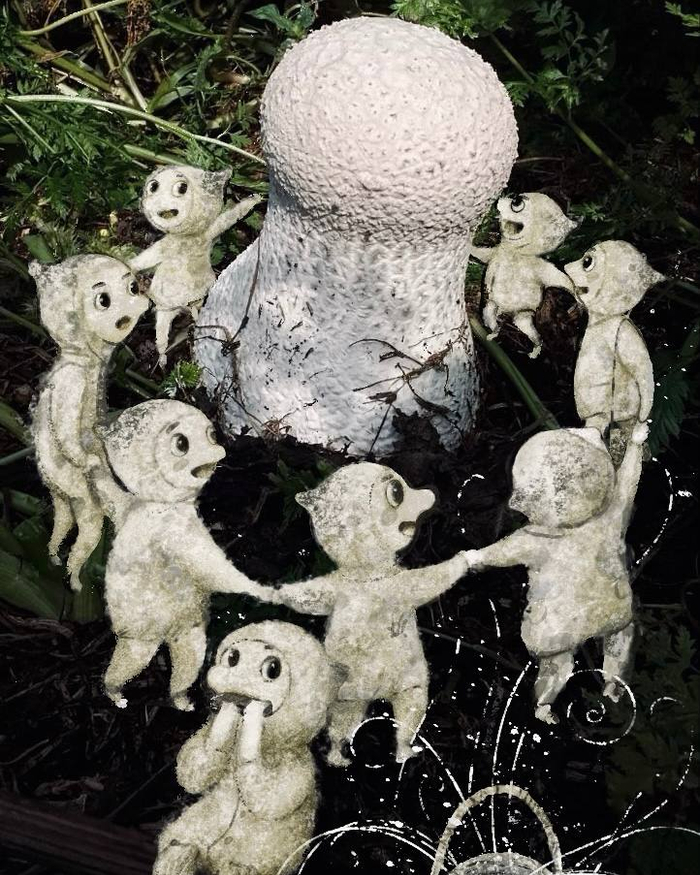 Барабашки празднуют грибной дождь