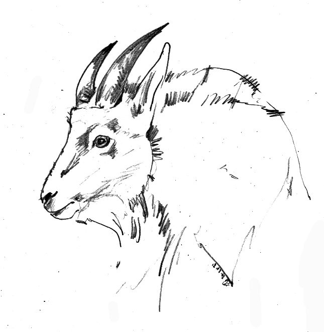 Год козы. Коза снежная