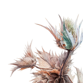 Синеголовник гигантский