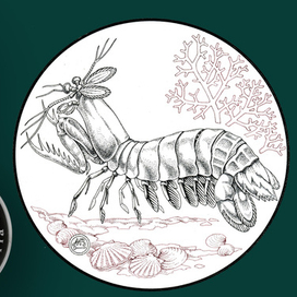 Рак-богомол Серия "Красная Книга СССР"