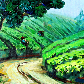 плантации чая