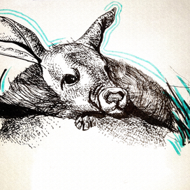 Животные Московского зоопарка