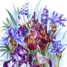 Ирисы