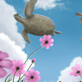 Черепашки и цветы